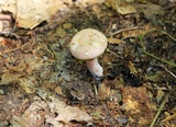 Lactarius vinaceorufescens image