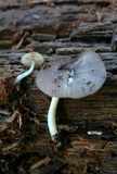 Bolbitius reticulatus image
