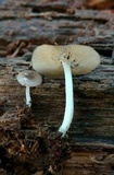 Bolbitius reticulatus image