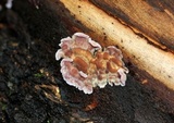 Chondrostereum purpureum image
