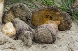 Alessioporus rubriflavus image