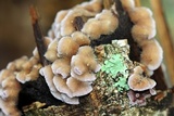Chondrostereum purpureum image