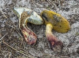 Alessioporus rubriflavus image