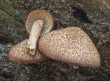 Tricholomopsis formosa image