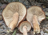 Tricholomopsis formosa image