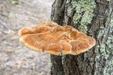 Inonotus hispidus image