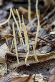 Macrotyphula juncea image