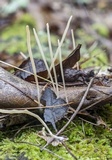 Macrotyphula juncea image