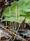 Macrotyphula juncea image