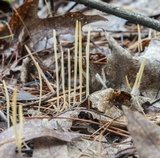 Macrotyphula juncea image