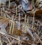 Macrotyphula juncea image