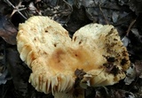 Russula earlei image