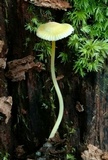 Mycena crocea image