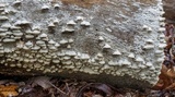 Gloeoporus dichrous image