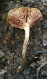 Desarmillaria tabescens image