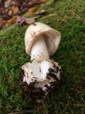 Amanita brunnescens image