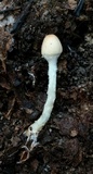 Lepiota clypeolaria image