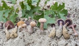 Laccaria trullisata image