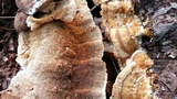 Trametopsis cervina image