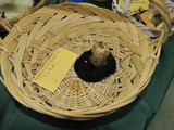 Agaricus bitorquis image