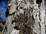 Melanelixia californica image