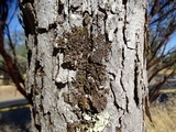 Melanelixia californica image