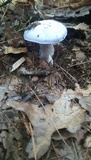 Cortinarius lilacinus image