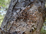 Parmelina coleae image