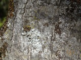 Parmelina coleae image