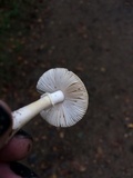Amanita flavorubens image