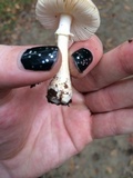 Amanita flavorubens image