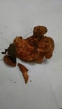 Hydnellum cristatum image