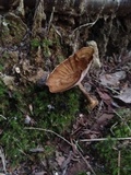 Coltricia cinnamomea image