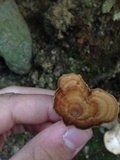 Coltricia cinnamomea image