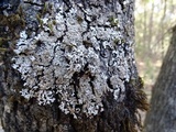 Physconia americana image