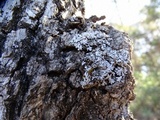 Physconia americana image