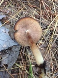 Agrocybe firma image