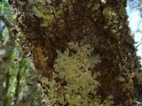 Flavopunctelia flaventior image