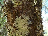 Flavopunctelia flaventior image