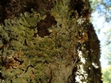 Flavopunctelia flaventior image