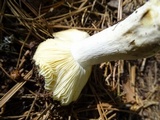 Russula albida image