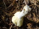 Russula albida image