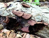 Punctularia strigosozonata image