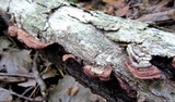 Punctularia strigosozonata image