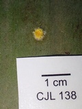 Hypocrella hirsuta image