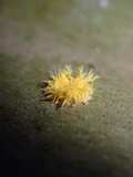 Hypocrella hirsuta image
