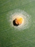 Moelleriella libera image