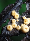 Moelleriella epiphylla image