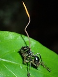 Ophiocordyceps kniphofioides image