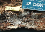 Tubulicrinis chaetophorus image